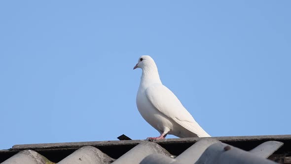 White Dove Sits on the Roof of the House