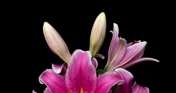 Time Lapse of Blooming Beautiful Pink Lilies on Black Background Video 