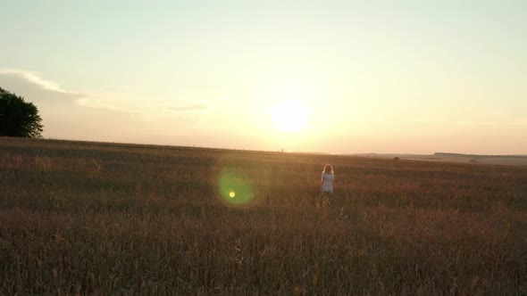 Aerial Drone View A Woman Happily Walking Through a Field Touching with Hand Wheat Ears and Sunlight