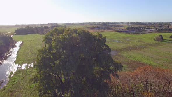 Tall leafy tree standing above farmland