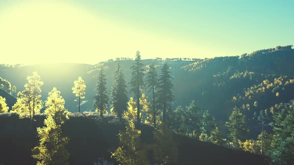 Beautiful Grove of Trees in the Alpine with Wildfire Smoke at Sunset