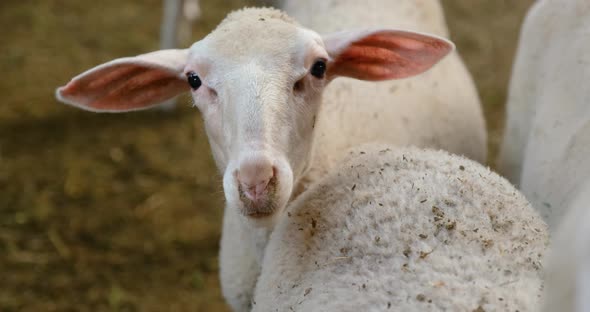 Sheeps on a Flock Farm