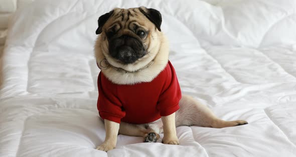 Happy dog pug breed smile and lying in bedroom