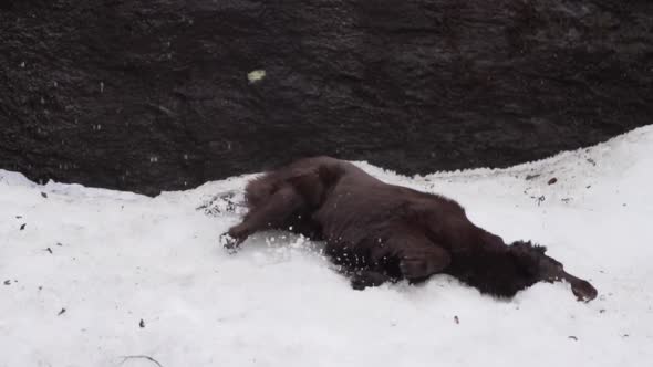 Chocolate flat coated retriever female dog rolling around in a snow bed with a brown stone wall in t