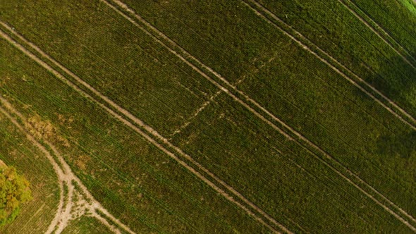 Green autumn fields 