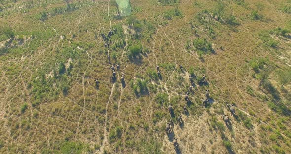 Aerial drone view of a herd of elephants wild animals in a safari in Africa plains