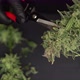 Man's Hands Trimming Marijuana Bud, Growers Trim Cannabis Buds, The Sugar Leaves on Buds, Harvest - VideoHive Item for Sale