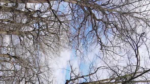 Vertical Video of the Forest with Trees Without Leaves