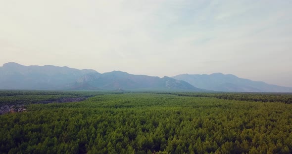 Green forest mountains sky 4k