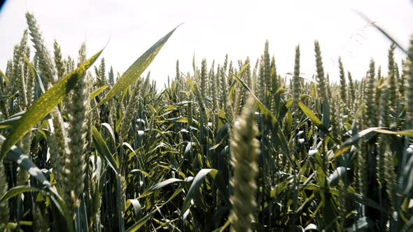 Motion Through Wheat Field