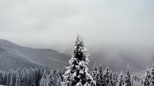 Aerial Spin Around Pine Tree in  Mountain Valley