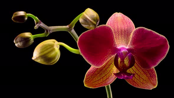 Blooming Red Orchid Phalaenopsis Flower