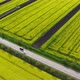 Aerial View of Yellow Blooming Oilseed Rape Fields - VideoHive Item for Sale