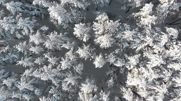 Flying Over the Snowy Tops of Trees of a Winter Pine Forest on a Sunny Day