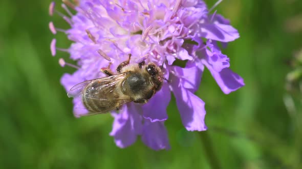 Wild brown bee species Apis mellifera collecting nectar and pollen in purple flower,macro