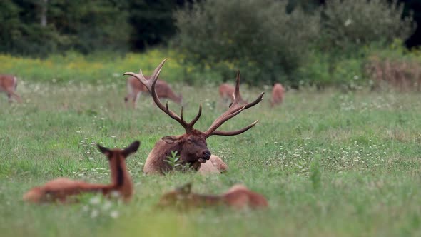 Bull Elk and Deer Video Clip 