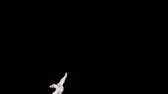 White bird flapping on black background, Slow Motion