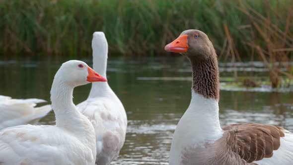Beautiful Goose Making Its Recognizable Honk