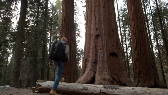 Walking and Exploring Hiker on the Giant Ancient Forest Trailhead in Sequoia National 