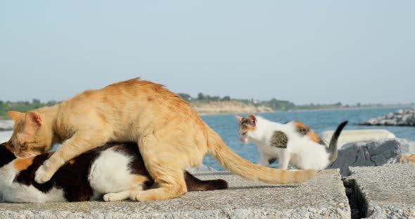 Cats mating outdoors during spring season.