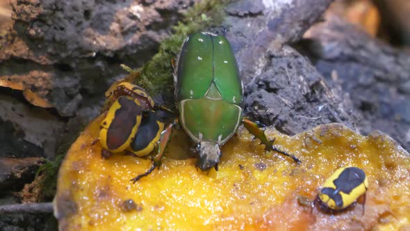 Macro close up of Gametis jucunda,the smaller green flower chafer and several African Scarab Beetles