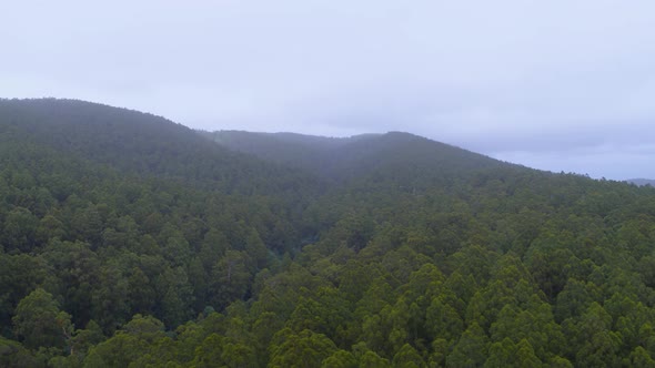 Mountains over Autumn Green Forest in Victoria, Australia Woodlands Cinematic Drone View