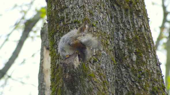 Amazing and Cute Squirrel That Cleaning Body and Fur