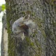 Amazing and Cute Squirrel That Cleaning Body and Fur - VideoHive Item for Sale