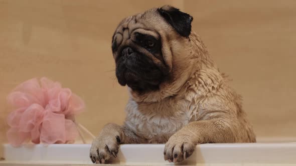 Bathtime of the Cute Dog