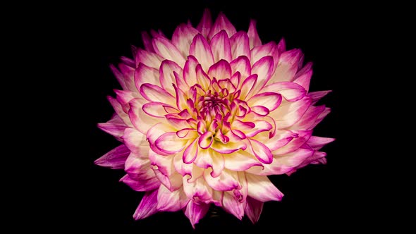 Purple White Dahlia Flower Opens in Time Lapse on a Black Background. The Pink Plant Blooming