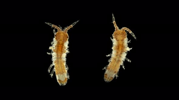 Plankton and Zooplankton of the Black Sea, Crustacean Idotea Phosphorea, Type Arthropod