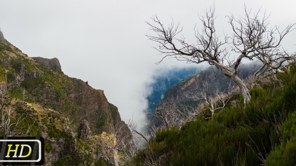 Trees Without Leaves on Madeira