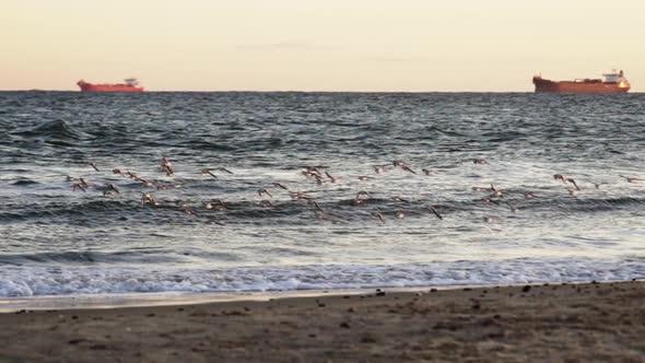 Sanderlings Flying Over Shore