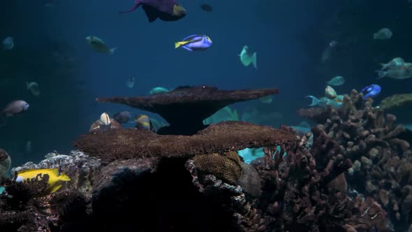 Different Kind Of Marine Life On Display In An Aquarium