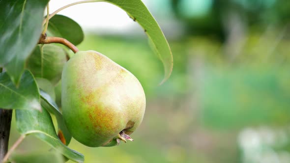 Ripe Pear Growing at the Orchard