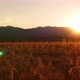 Sunset Over Wheat - VideoHive Item for Sale