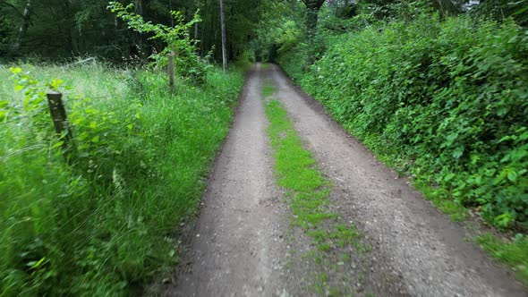 Walking on the forest road