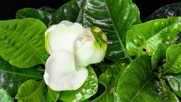 Timelapse of Beautiful White Gardenia Jasmine Flower Blooming on a Background of Green Leaves