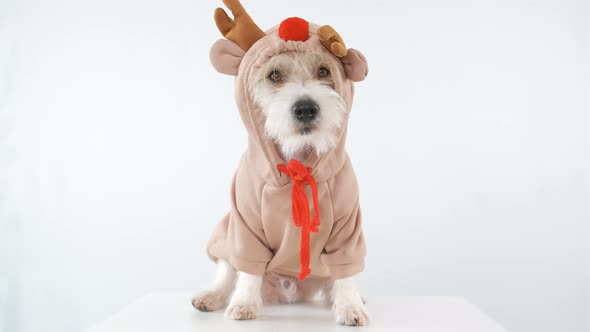 A dog of the Jack Russell Terrier breed is sitting on a table in a deer costume with horns