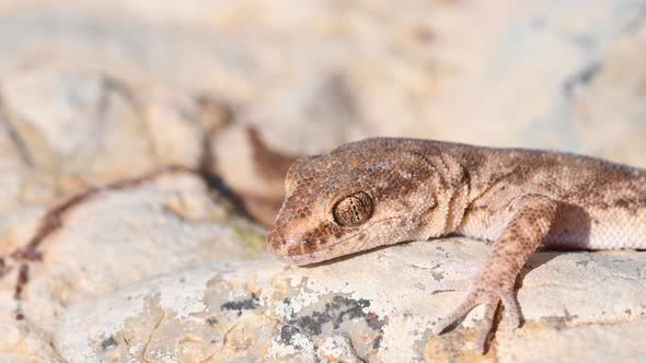 Close Up Cute Small Evenfingered Gecko or Alsophylax Pipiens