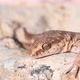 Close Up Cute Small Evenfingered Gecko or Alsophylax Pipiens - VideoHive Item for Sale