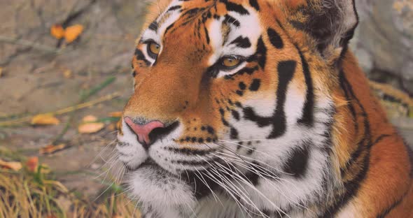 The Siberian Tiger Was Also Called Amur Tiger Manchurian Tiger