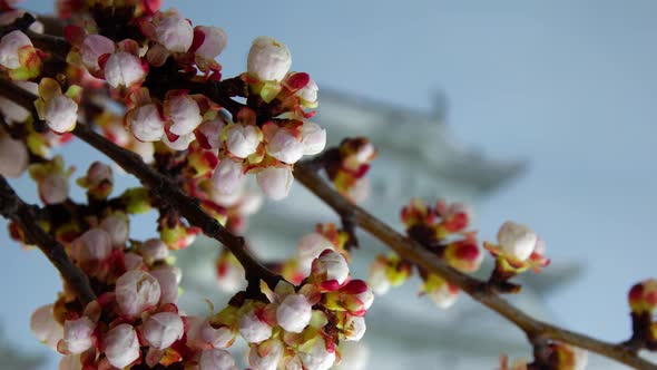 Macro Footage of Apple Twig in Blossom with a Building on the Background in Timelapse