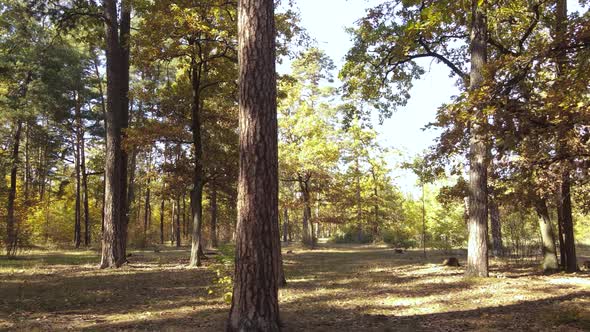 Forest with Trees in the Fall During the Day