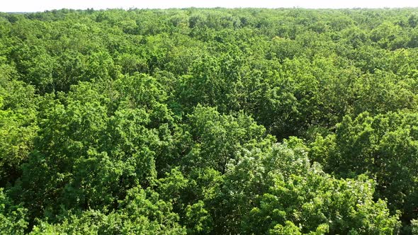 Trees in forest background. Aerial view of evergreen forest