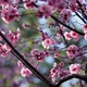 Cherry Blossom - VideoHive Item for Sale