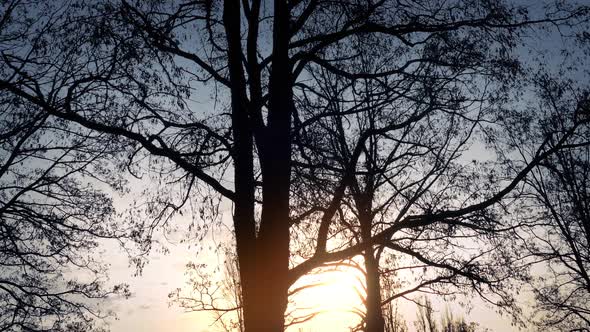 Moving Past Trees In Dramatic Sunrise