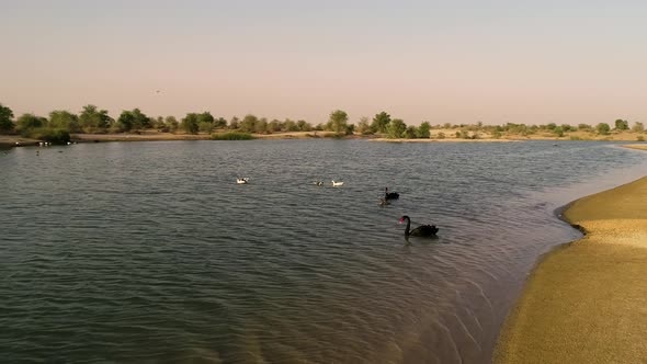 Aerial view of swans swimming on small lake, U.A.E.