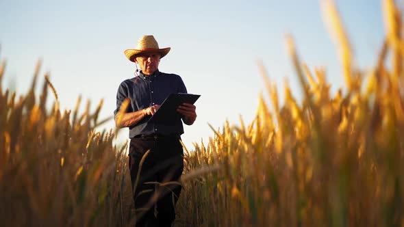 Farmer in wheat field. Agronomist walking with clipboard in wheat field