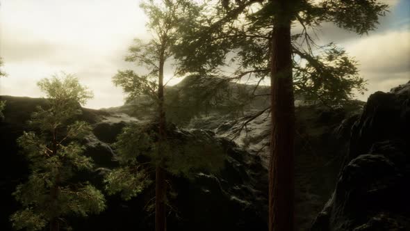 Fog and Pine Trees on Rugged Mountainside and Coming Storm alt